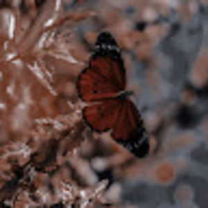 Meet your Posher, Haya